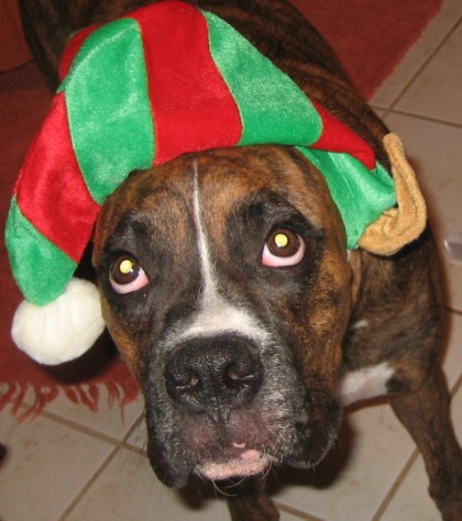 hooper the elf