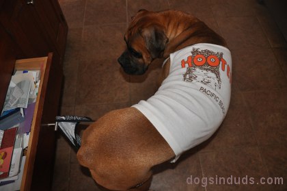 dog in hooters shirt, dog, hooters, thong, dog underwear