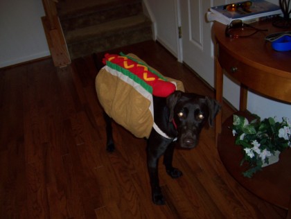 harley the hot dog