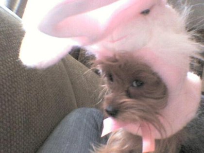 jackie bunny