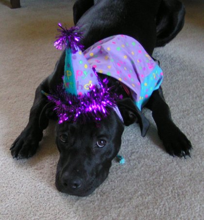 Retriever,Mix,Pitbull golden retriever mixed with pitbull. Retriever,Mix,Pitbull