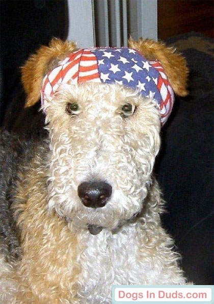 Wire Fox Terrier