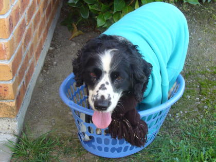 Filed under : English Springer Spaniel,Funny Comments :1