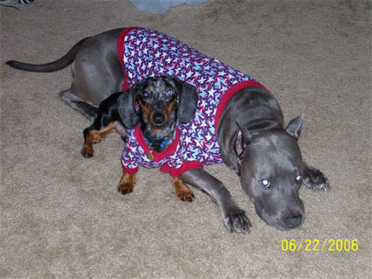 blue and minnie