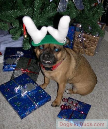 Kairi the Jack Russell/Pug wearing some antlers - pet clothes