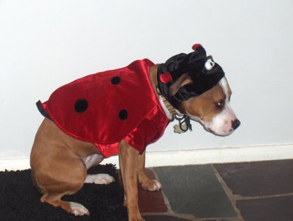 lady bug