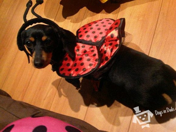 lady bug dog costume