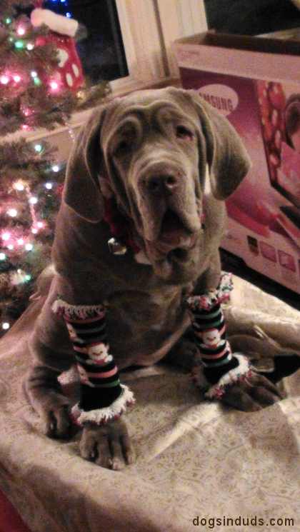 neo mastif puppy sants socks christmas socks