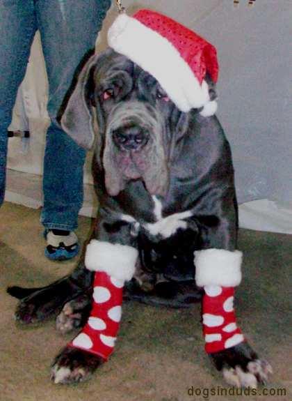 Neopolitan Mastiff Puppy christmas dog costume santa hat why is cheese so good