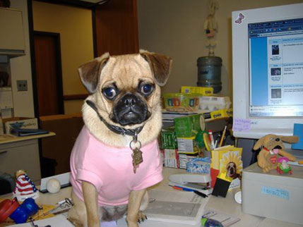 lilly at work
