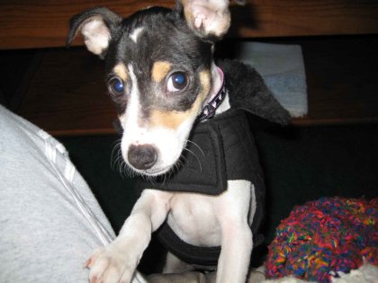 Toy Fox Terrier Chihuahua Mix Toy Fox Terrier Chihuahua Mix