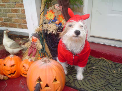 red devil red devil