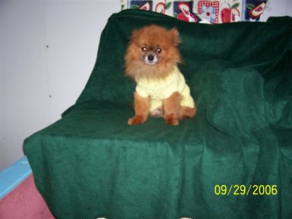 little duke