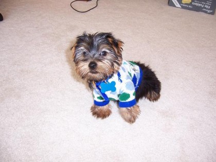 louie dog