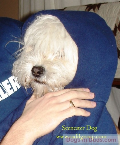 Lulu the scenester