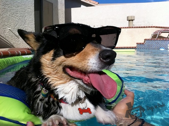 welsh corgi, dog paddle, swimming dog, dog life vest, life vest, inner tube for dogs, dog flotation device