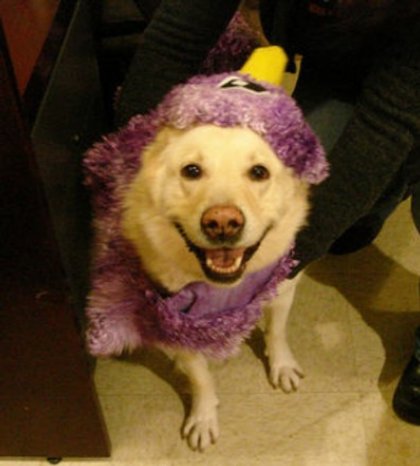 lyger the purple people eater