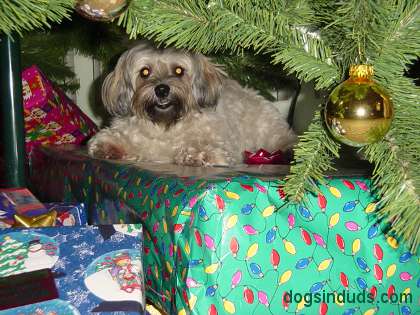 dogs poop under christmas trees