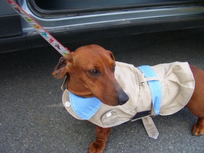 detective maggie