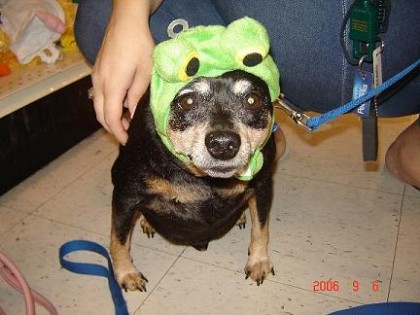major as a frog