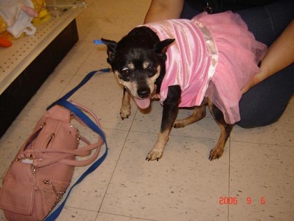 major in a tutu