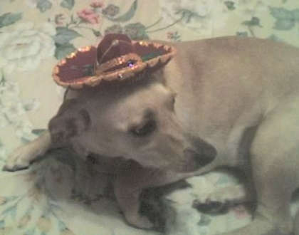 mex