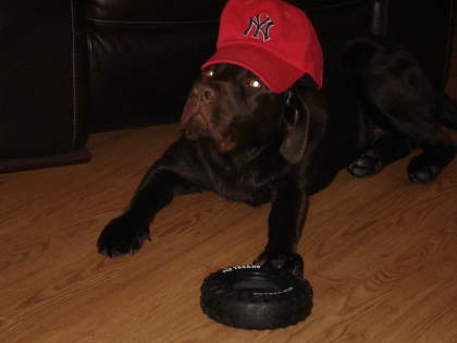 monty in his hat