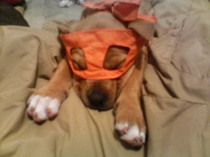 nala to the rescue