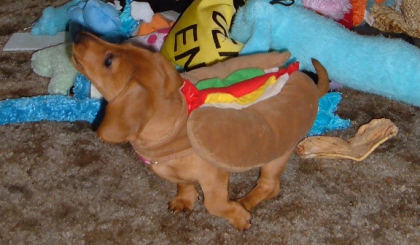 obvious dog
