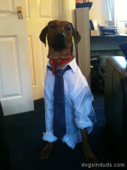 ridgeback, dog, funny, big dogs, tie, office, suit, working dog