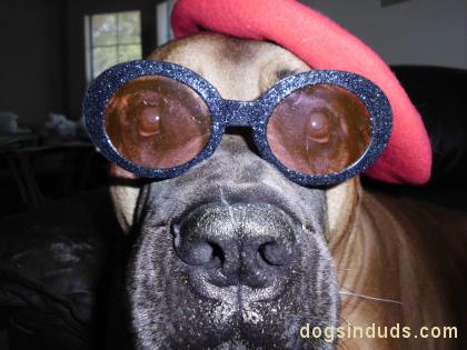 dog, baret, french dog, dog glasses, sparkley glasses, dog pics, bullmastiff