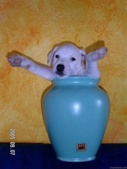 peek a boo