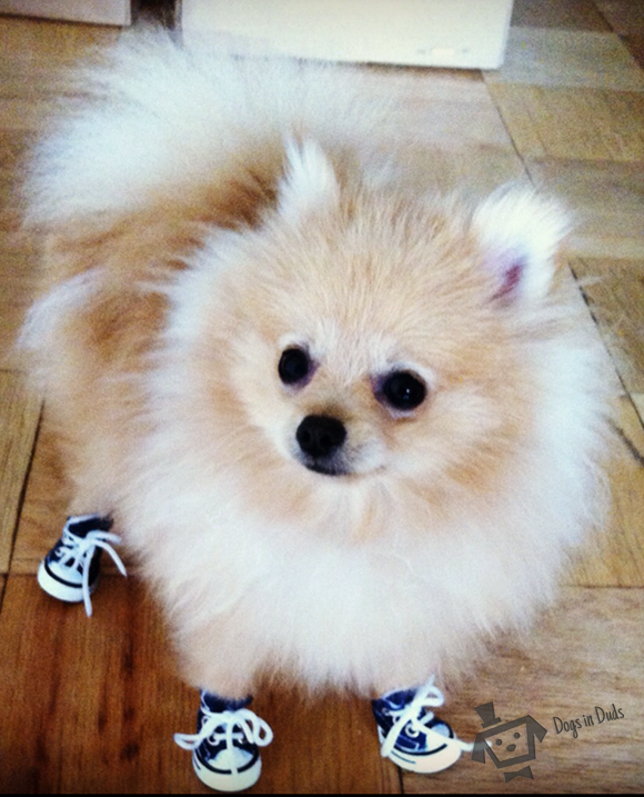 dog shows, dog kicks, running shoes, converse shoes for dogs