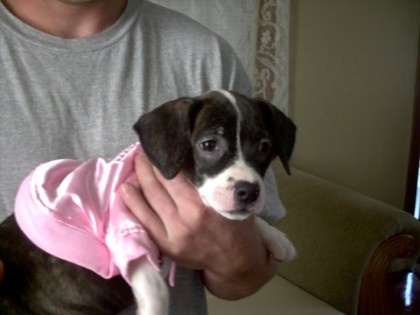pink lady