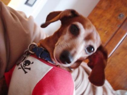 the pirate dog