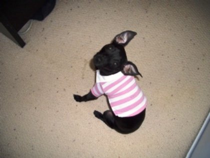 polo puppy