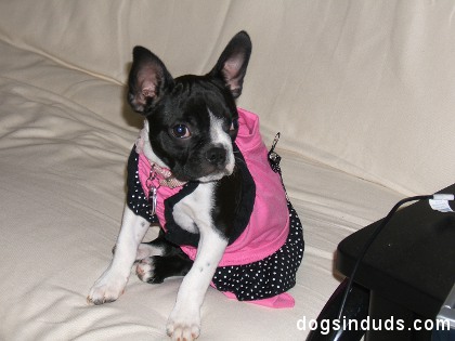 pretty pup boston terrier, pink dog dress