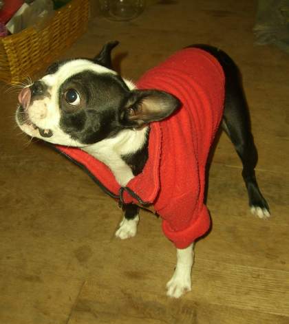 rana the boston terrier