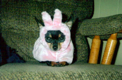 Real Easter Bunny