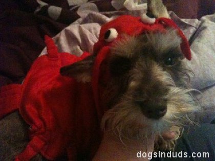 lobster dog costume, schnauzer, dogs dressed up like lobsters
