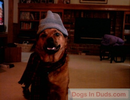 Reese wearing a dog hat.