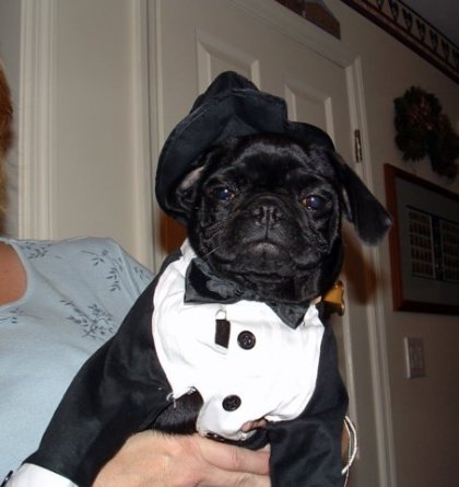 reggie in his tux