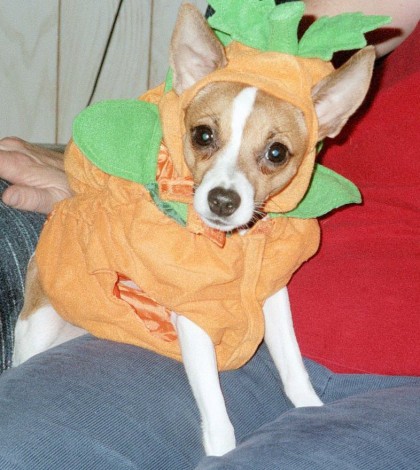 riley the pumpkin