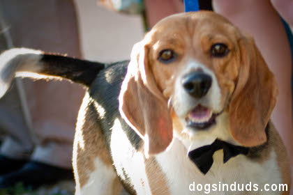 wedding dog at wedding ring barer wedding groomsman dog tie bow tie dog beagle dog in the wedding party 