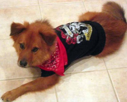 rock star freddy