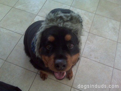 rotweiler, rottie dog, dog hat