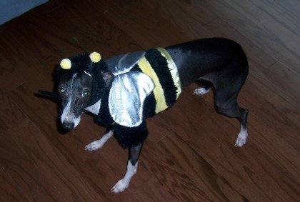roxie the bee