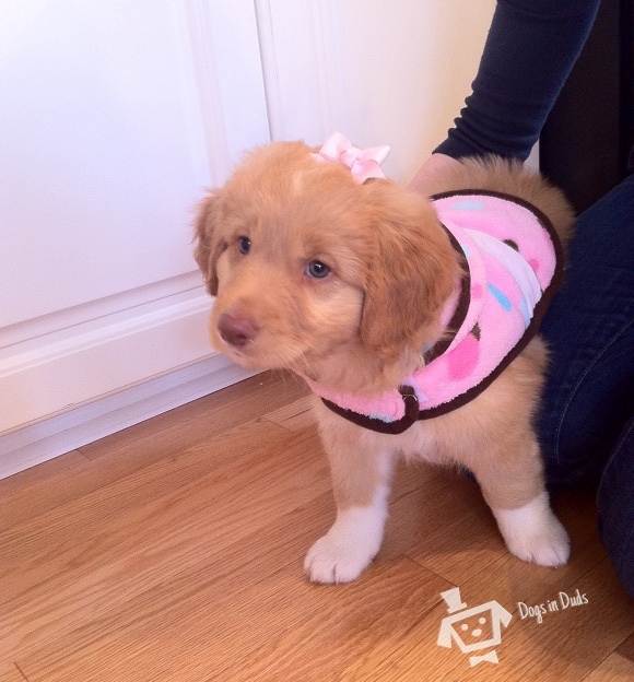 nova scotia duct tolling retreiver 