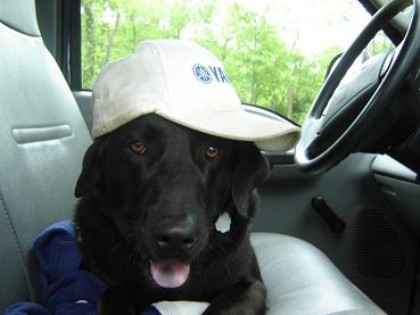 rufus