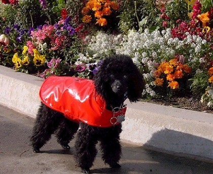 rain coat